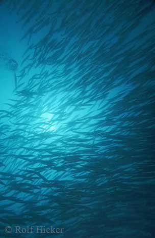 Pelikan Barrakuda Schwarm Galapagos Inseln