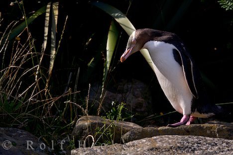 Pinguin Gebuesch Fossil Forest Nest