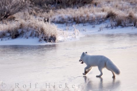 Polarfuchs Saeugetier Hudson Bay Kanada