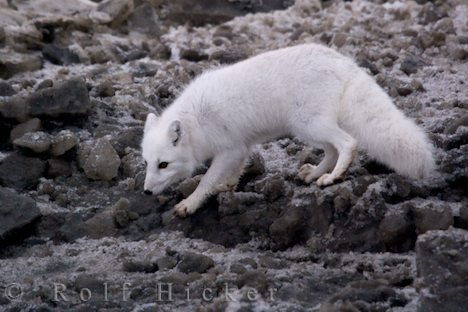 Polarfuchs Futtersuche Hudson Bay Manitoba Kanada