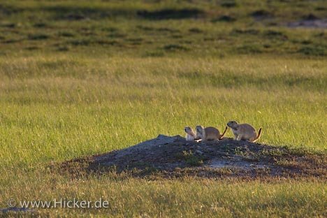 Schwarzschwanz Praeriehund Grasslands National Park Saskatchewan Kanada