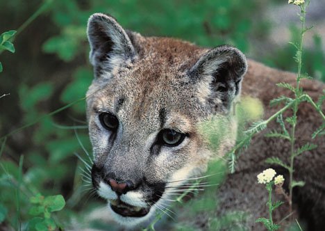 Tierbild Puma Bergloewe Wildkatzen Kanada