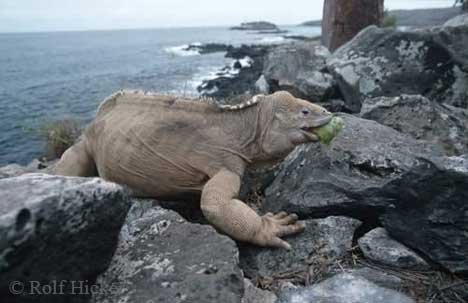 Entwicklung Tierwelt Santa Fe Drusenkopf Galapagos Inseln
