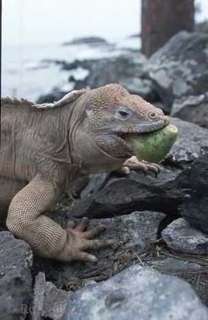 Santa Fe Drusenkopf Nahrung Kakteen Galapagos Inseln