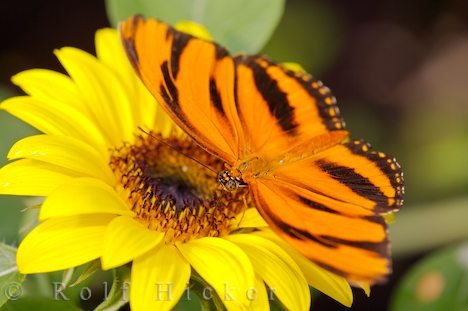 Schmetterling Dryadula Phaetusa Schmetterlingshaus Newfoundland Insectarium Kanada