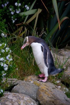 Gelbaugenpinguin Seltener Pinguin
