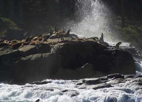 Stellerscher Seeloewe Verhalten Vancouver Island Kanada