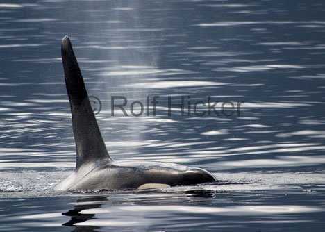 Tiere Cetacea