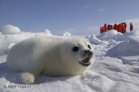 Tierschutz Robben