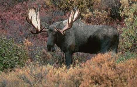 Verbreitung Und Lebensraum Elch Alaska