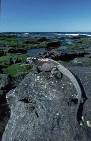 Vulkaninseln Galapagos Heimat Der Meerechsen