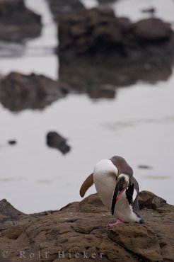 Wasservogel Gelbaugenpinguin Curio Bay