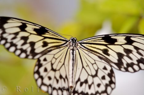 Verhalten Schmetterling Weisse Baumnymphe Newfoundland Insectarium Kanada