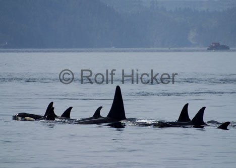 Killerwal Familie Johnstone Strait