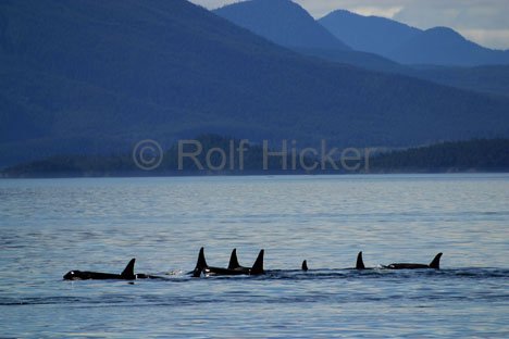 Killerwale Vancouver Island Reisebild