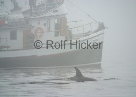 Norden Vancouver Island Tourismus