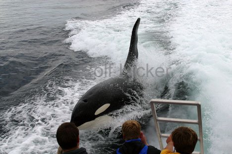 Orca Surfen