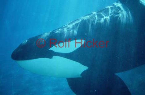 Orca Unterwasser