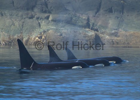 Orca Wale