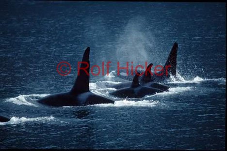 Orca Walgruppe