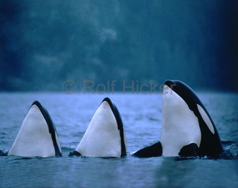 Orcas