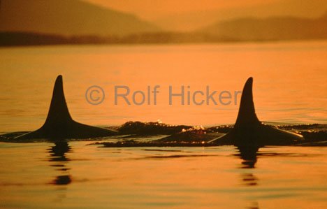 Geheimnisvolle Orcas Sonnenuntergang