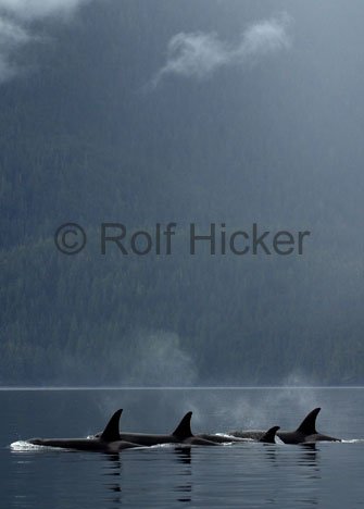 Schwertwale Vancouver Island