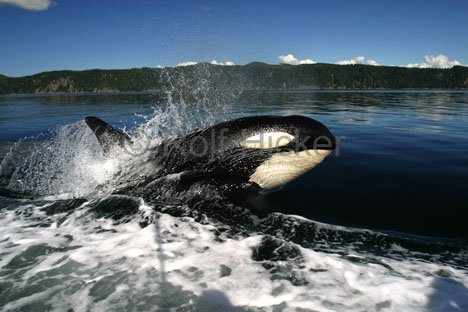Schwimmender Orca Bild Vom Boot