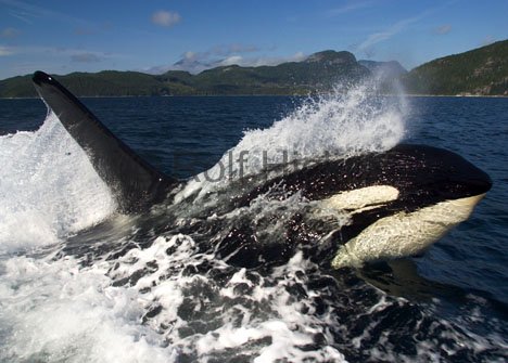 Tiermotive Killerwal Surfender Orca