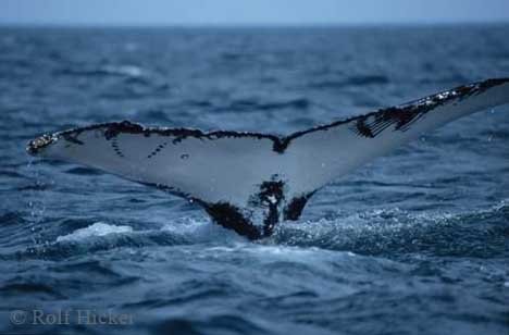 Abenteuerurlaub Neufundland Fluke Reisebilder