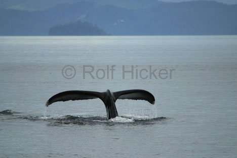 Buckelwal Fluke Walbeobachtung Kanada