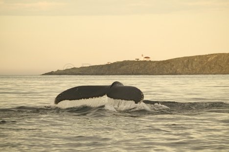 Buckelwal Leuchtturm Quirpon Island