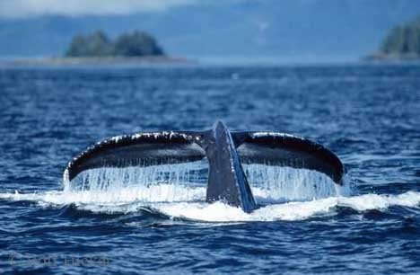 Walflosse Buckelwal Meer