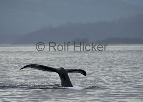 Walflosse Walbeobachtung Vancouver Island