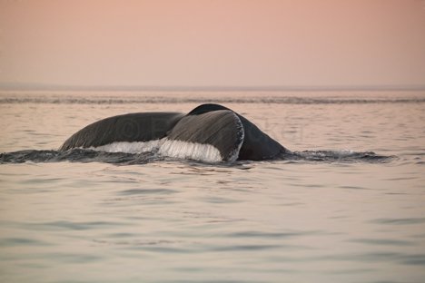 Wildlebende Tiere Buckelwal