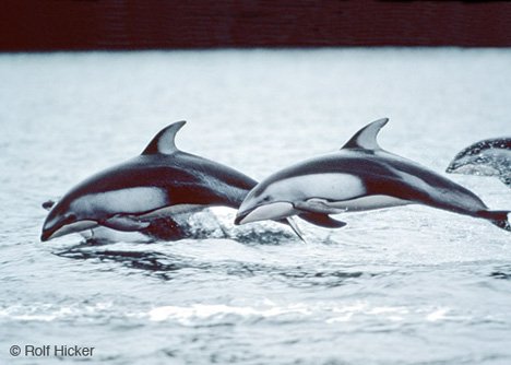 Synchronschwimmen Delfine