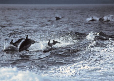 Surfende Delfine Bugwelle Meer