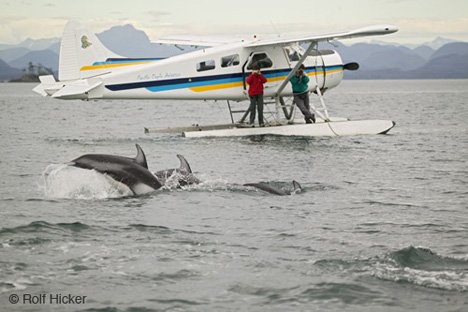Wasserflugzeug Mit Delfinen