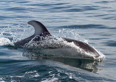 Pazifischer Weissseitendelfin Meerestier Vancouver Island Kanada