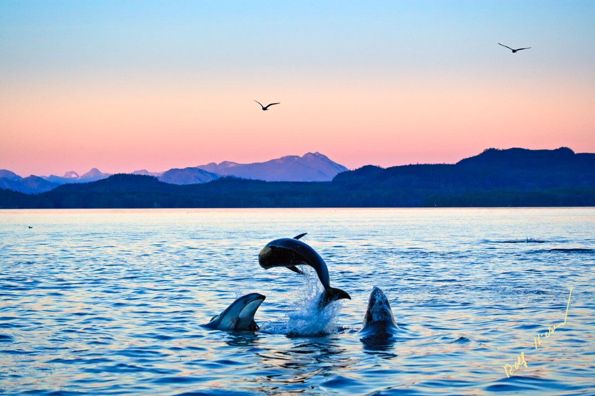 Spielende Weissstreifendelfine Vancouver Island Kanadaa