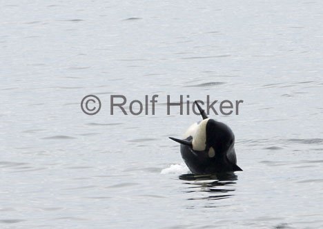 Grosser Schwertwal Killerwal Orca Vancouver Island Kanada