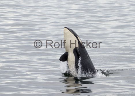Sprung Orca Grosser Schwertwal Whale Wathing Tour Kanada