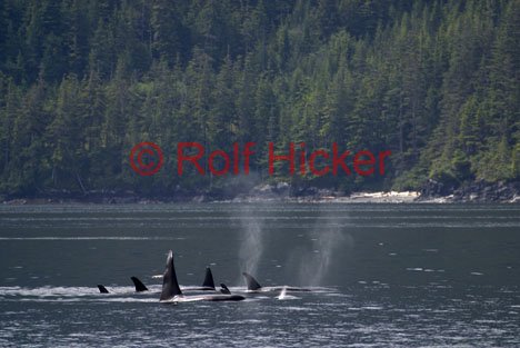 Walbeobachtung Kanada Orca Wale British Columbia