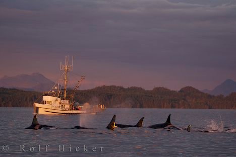 Walbeobachtung Vancouver Island