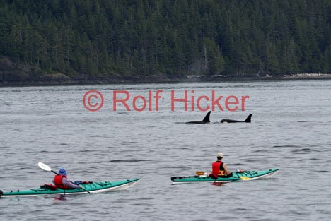 Walbeobachtungen Kayak