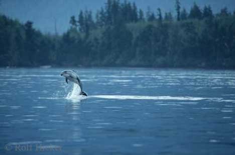 Lebensfreude Weissstreifendelfin Vancouver Island Kanada