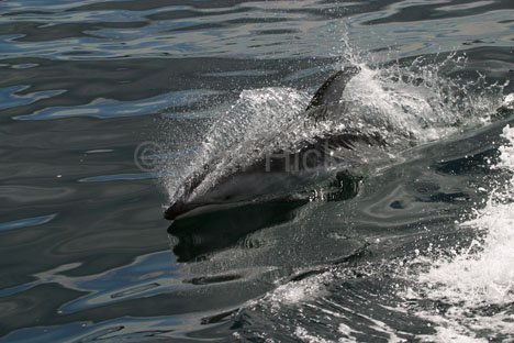 Weissstreifendelfin Vancouver Island British Columbia Kanada