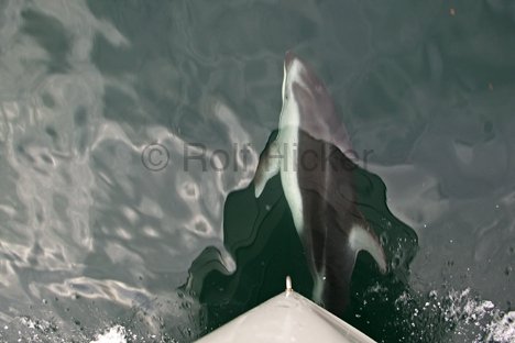 Bild Delphin Bug Meer