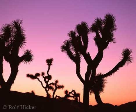 Joshua Tree Nationalpark