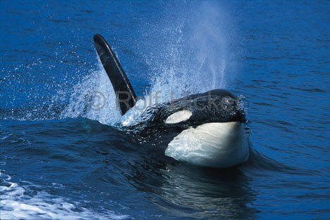 Orca Wal in Johnstone Strait Kanada Pure Energie